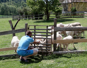 Landwirtschaft Klagenfurt-Rottenstein