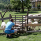 Landwirtschaft Klagenfurt-Rottenstein